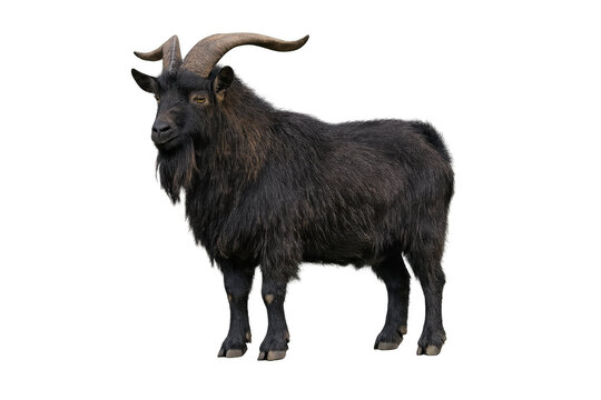 Black billy goat with large horns standing profile