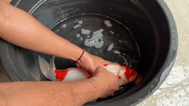 An Asian man is performing an operation to remove parasites from the underside of the scales on the right side of a Kohaku Koi fish.