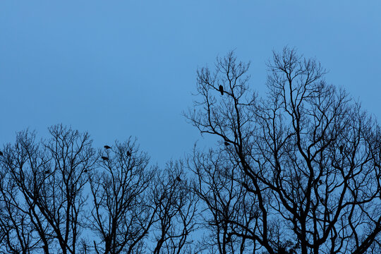 カラスが数羽止まっている夕暮れの枯れ木