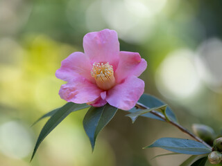 桃色の一重咲きの椿