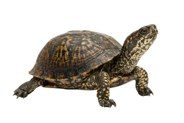 Obraz premium Eastern box turtle with brown and yellow patterned shell and skin, isolated on a white background