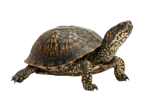 Eastern box turtle with brown and yellow patterned shell and skin, isolated on a white background
