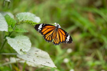 Indian striped tiger butterfly at the garden 