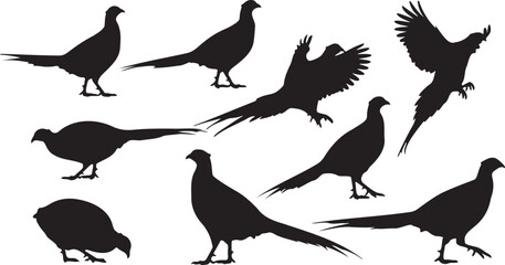 Obraz premium Pheasant bird silhouette vector collection. Includes standing, walking, flying, and crouching pheasant poses. Created in solid black silhouette style.