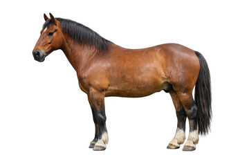 Obraz premium Brown bay horse standing on transparent background