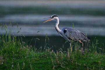 Obraz premium Graureiher // Grey heron (Ardea cinerea) - Kerkini-See, Griechenland