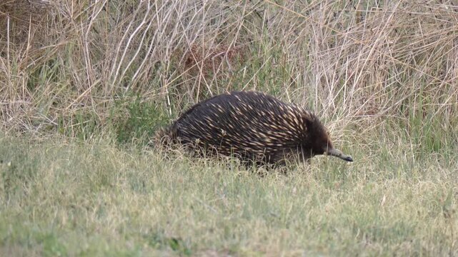 Wild echidna walking through long grass in Australian bush