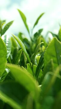 Rows of tea bushes at a traditional Okayama plantation