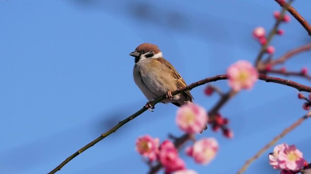 梅の花とスズメ