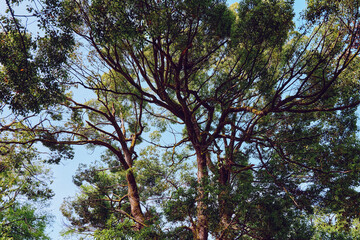 Fototapeta premium Tree canopy with tangled branches and green leaves filling the sky, sunlight filtering through forest foliage, nature scene of tall trunks and serene outdoor landscape.