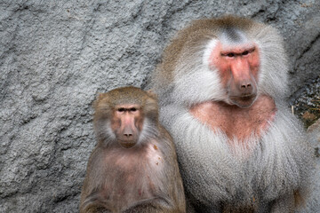Fototapeta premium Hamadryas Baboon Family Portrait