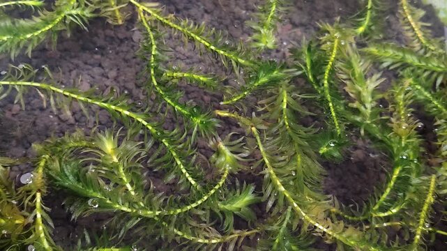 Hydrilla verticillata aquatic plant in aquarium with soil substrate. Fresh green water weeds for oxygenating fish tank, pond habitat, and ecosystem restoration. Natural submerged vegetation