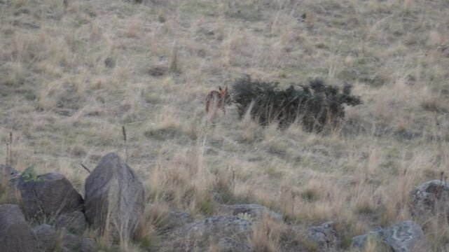 Injured feral fox walking limping through Australian farm field at dusk