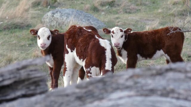 Three young Hereford cattle cows standing in field looking at camera