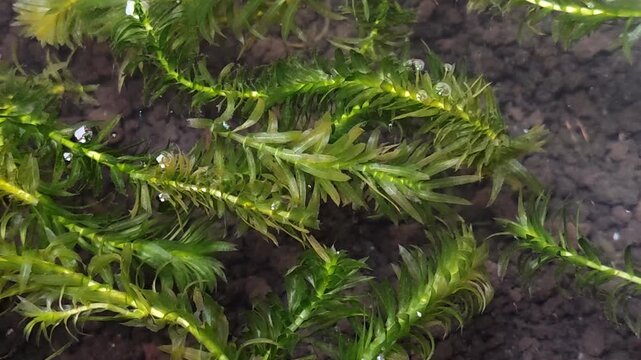 Hydrilla verticillata aquatic plant in aquarium with soil substrate. Fresh green water weeds for oxygenating fish tank, pond habitat, and ecosystem restoration. Natural submerged vegetation