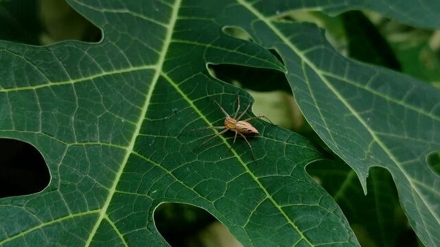 Striped Lynx Spider or Oxyopes on a papaya leaf in the garden. Predator insect in its natural tropical habitat