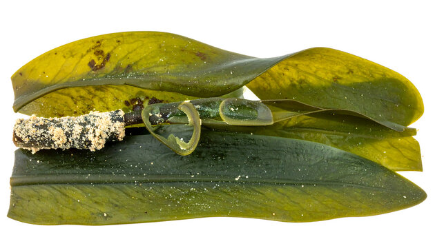 Ultra detailed studio image of Seagrass Cymodocea rotundata isolated on pure white background. Suitable for world seagrass day.