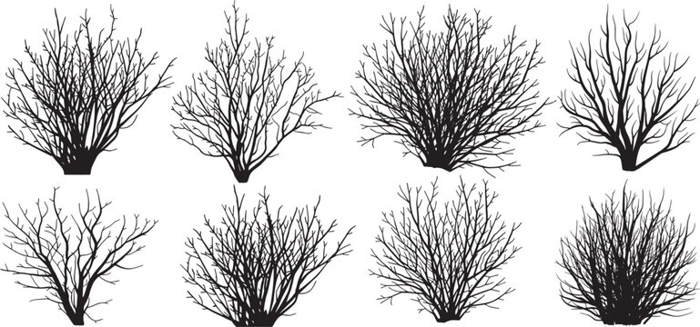 Bare bush silhouettes set, leafless bushes vector set, various shrubs without leaves in winter or autumn