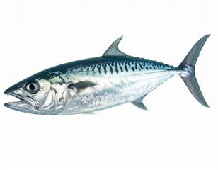 Fototapeta premium fish isolated on white