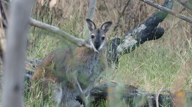 Red-necked wallaby standing amongst bushland grass looking at camera