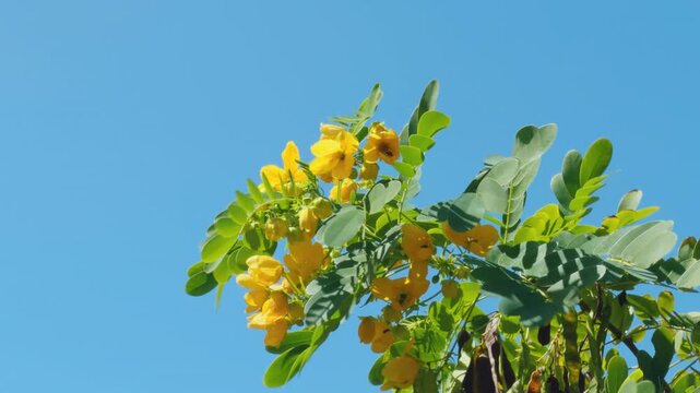 Senna surattensis, glossy shower, scrambled egg tree, glossy shower. Fabaceae or Leguminosae, legume, pea, or bean family. Wailea Beach Path, Kihei, South Maui, Hawaii.