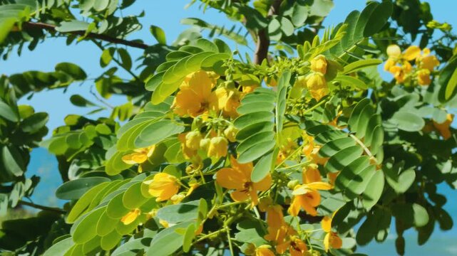Senna surattensis, glossy shower, scrambled egg tree, glossy shower. Fabaceae or Leguminosae, legume, pea, or bean family. Wailea Beach Path, Kihei, South Maui, Hawaii.