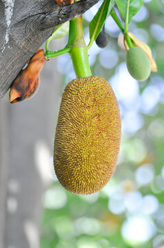Artocarpus heterophyllus Lam or MORACEAE , jackfruit tree