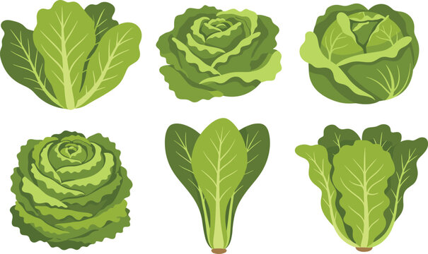 Flat vector illustration set of fresh green cabbage and lettuce leaf collection with various healthy vegetable species for salad ingredient and agriculture concept.