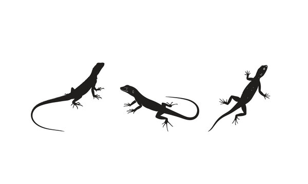 Silhouettes of an agama, whiptail lizard, and generic lizard, highlighting reptile diversity, movement, adaptation, natural habitats, and intricate wildlife forms.