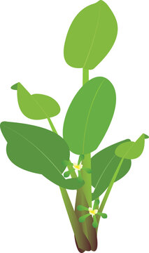 High-quality vector illustration of Limnocharis flava, a tropical aquatic plant with bright yellow flowers, isolated on white background.