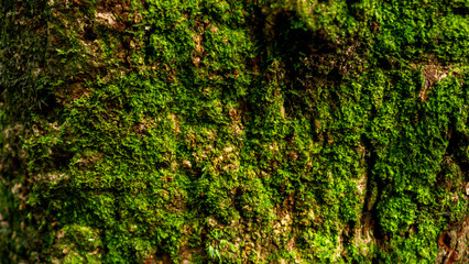 Close-up of vibrant green moss on tree bark in forest