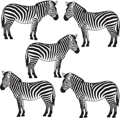 Fototapeta premium Set of zebras. Collection of wild zebras in various postures. Black and white illustration for the zoo.