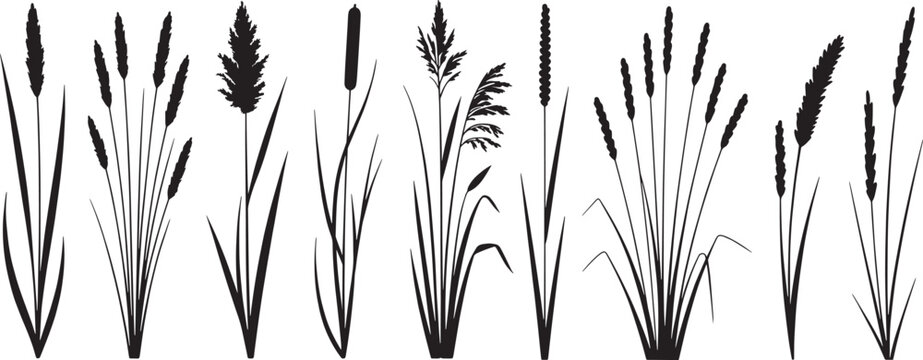 collection of wild grass and reed silhouettes, marsh cattails, bushes and shrubs, nature vector illustration