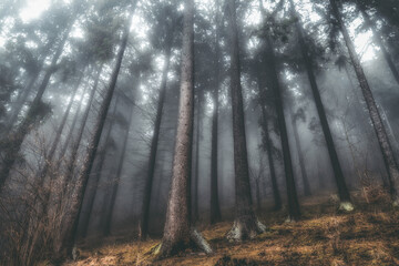 Obraz premium Misty evergreen forest with mossy ground and warm autumn tones in nature landscape