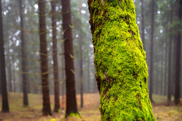 Close up of moss covered tree trunk in misty conifer forest with soft background © Jaroslav Moravcik