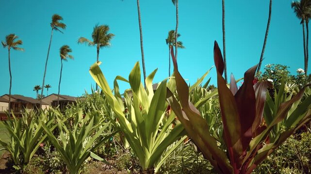 Crinum asiaticum (poison bulb, giant crinum lily, grand crinum lily) or Crinum &times; amabile. Family Amaryllidaceae. Wailea Beach Path, Kihei, South Maui, Hawaii. Ulua Beach
