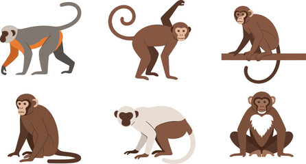 Flat vector illustration set of diverse monkey characters including wild primates in various poses like sitting standing climbing and walking isolated on white background. © Aminul