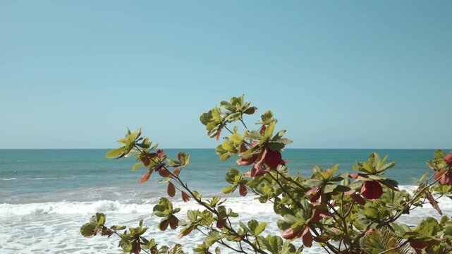 Terminalia catappa is a large tropical tree in the leadwood tree family, Combretaceae. country almond, Indian almond. Wailea Beach Path, Kihei, South Maui, Hawaii. Ulua Beach, Pacific Oicean.
