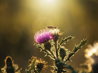 thistle and bee