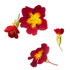 Flying red Primrose flowers or Primula on a white background. Levitating spring floral composition, creative botanical concept, beautiful blossom for greeting cards and design.