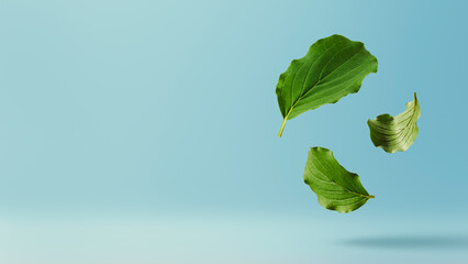 Levitating green leaf of Cornus sanguinea with  on a blue background. Flying spring foliage, minimal creative nature photography, Botanical composition.