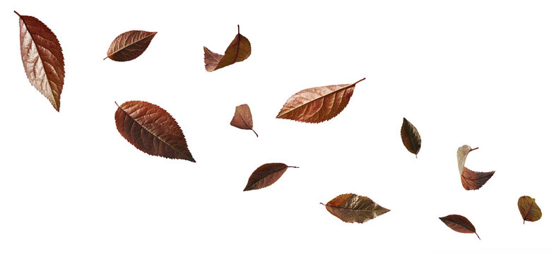 Levitating natural burgundy red leaves on a white background. Creative flying foliage of Prunus cerasifera, fresh decorative purple leaves, minimal botanical composition.