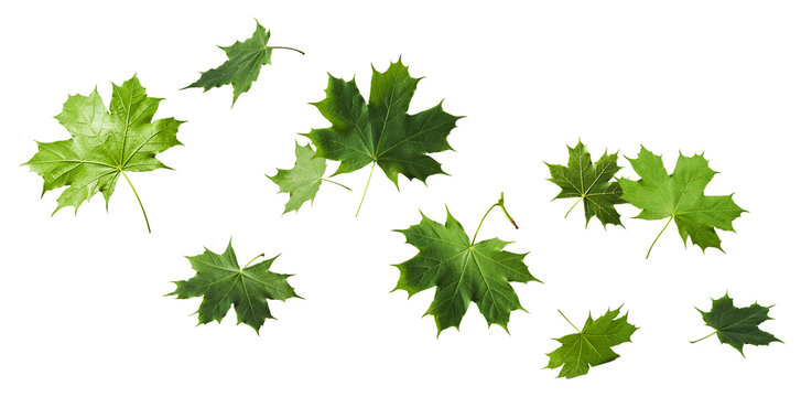 Fresh green maple leaves levitating on a white background. Flying spring foliage, minimal creative nature photography. Botanical composition