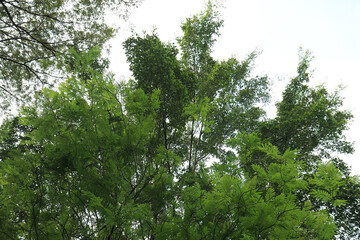 Fototapeta premium Upward View Of Vibrant Woodland Crown. Emerald Treetops Against Pale Atmosphere. Lively Arboreal Silhouette In Daylight. Fresh Overhead Botanical Perspective