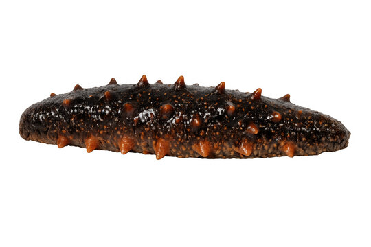 Sea cucumber showing spiny texture on transparent background