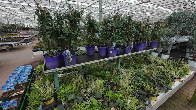 Tall climbing plants in blue pots and various green perennials are displayed on multi-level benches inside a spacious glasshouse warehouse at a garden center.