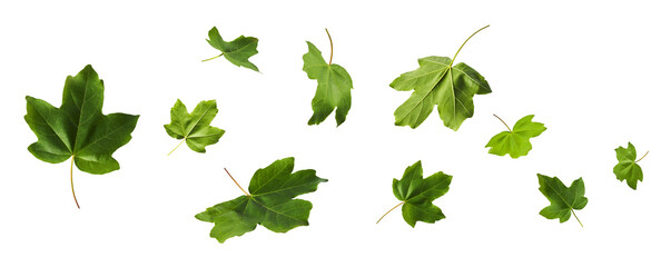 Fototapeta premium Creative art collage of flying green maple leaves isolated on white background. Concept of spring nature, fresh wind, ecological purity and summer environment.