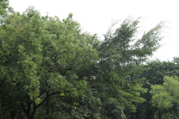 Fototapeta premium Wind Swept Tree Canopy In Tropical Area. Breezy Foliage Against Bright Overcast Sky. Dynamic Branch Movement In Natural Setting. Airy Woodland Detail With Soft Light