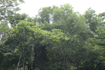 Fototapeta premium Tall Woodland Cluster In Calm Weather. Fresh Green Canopy Above Parkland. Mature Trees Forming Natural Barrier. Dense Arboreal Growth In Open Space