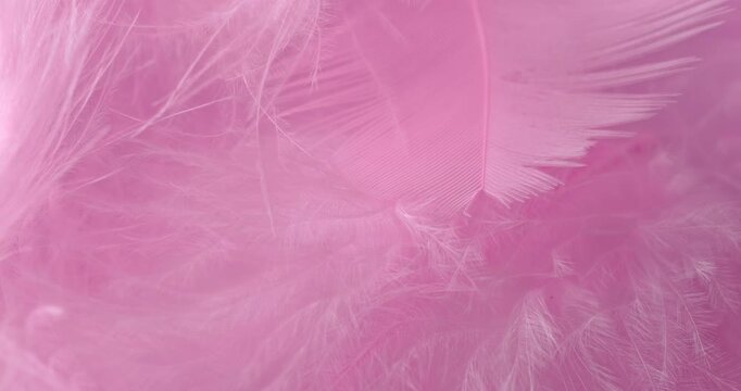 Macro Pink Feather Texture Background. Close-up abstract video showcasing delicate, fluffy pink feathers with soft textures and subtle drifting motion in a pastel-filled frame.